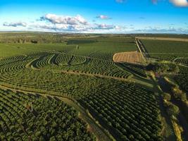 vista aérea de um campo de café verde no brasil foto