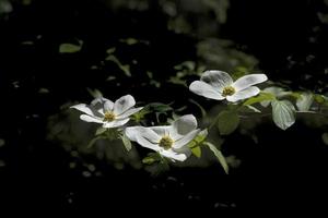 dogwood na primavera, serra nevadas foto