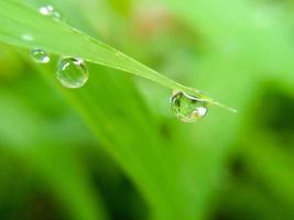 lindas grandes gotas de orvalho fresco da manhã na macro de grama verde suculenta. gotas de verão de primavera pura água transparente na natureza. uma bela imagem artística de beleza e pureza do meio ambiente. foto