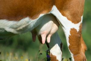 seios de vaca antes da ordenha nos Alpes italianos foto