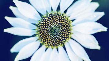 fundo natureza flor osteospermum. flores brancas. tem orvalho no pólen amarelo. quadro completo foto