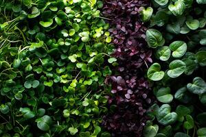 diferente tipos do microgreens fechar-se topo visualizar. eco vegano saudável estilo de vida bio bandeira. verde natural fundo textura. vitaminas amino ácidos benefícios do orgânico superalimento. foto