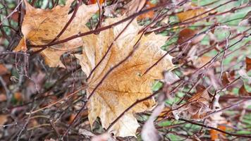 folhas secas do arbusto marrom retorcido com um fundo desfocado. superfície texturizada de folhas secas enroladas de ramos de flores. desbotamento da natureza no outono. fundo abstrato para o outono. foto
