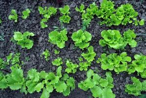 linhas do alface salada em uma jardim fragmento foto