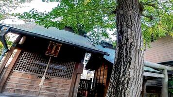 uma pequeno santuário e sagrado árvore.japão, osaki Inari santuário, namiyoke Inari santuário, localizado dentro Tsukuda, chuo ala, Tóquio foto