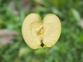 vovó smith maçã fruta comida foto