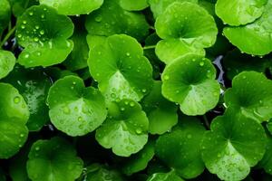 verde folhas com água gotas em eles foto