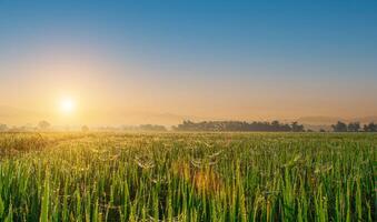 lindo arroz Campos e nascer do sol céu fundo. panorama Visão sobre arroz campo em nascer do sol tempo. foto