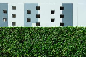 verde folhas parede fundo. construção com plantas crescendo em a fachada. ecologia e verde vivo dentro cidade. foto