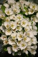 Primavera fundo. flor do pera fruta. uma árvore com branco flores este diz Primavera em isto. foto