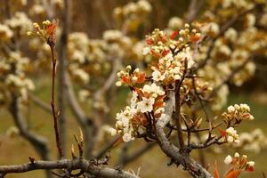 uma árvore ramo com branco flores e uma embaçado fundo. foto