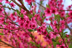 Primavera fundo. flor do pêssego fruta. uma árvore com Rosa flores este estão florescendo foto