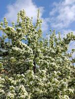 uma árvore com branco flores foto