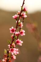 Primavera fundo. flor do pêssego fruta. uma árvore com Rosa flores este estão florescendo foto