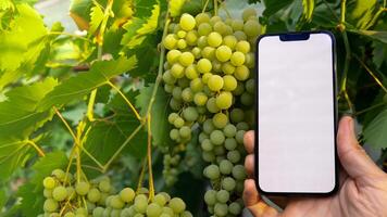 agricultor mão segurando Móvel telefone com esvaziar branco tela. zombar acima lado de fora em Fazenda agricultura conceito. verde fresco uvas fundo. colheita tecnologia inovações foto