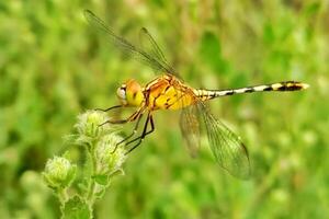 libélula depois de verde árvore natureza é lindo libélula foto