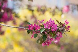 fechar-se do Rosa crabapple Flor com borrado fundo foto