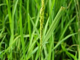 fechar-se foto do verde plantas crescendo selvagem dentro tropical montanha áreas