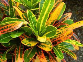 fechar-se foto do verde plantas crescendo selvagem dentro tropical montanha áreas