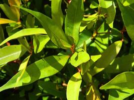 fechar-se foto do verde plantas crescendo selvagem dentro tropical montanha áreas