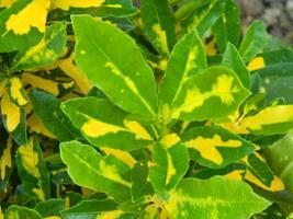 fechar-se foto do verde plantas crescendo selvagem dentro tropical montanha áreas