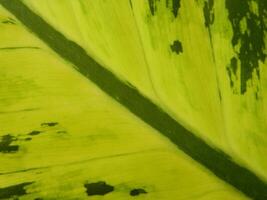 fechar-se foto do verde plantas crescendo selvagem dentro tropical montanha áreas