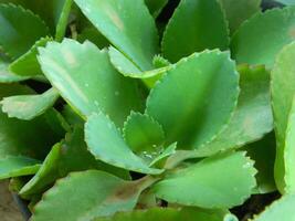 fechar-se foto do verde plantas crescendo selvagem dentro tropical montanha áreas