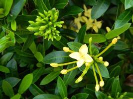 fechar-se foto do uma selvagem verde plantar este tem lindo flores plantas este crescer selvagem dentro tropical natureza