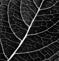 textura de folha em preto e branco foto