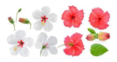 flor de hibisco vermelho e branco isolada no fundo branco foto