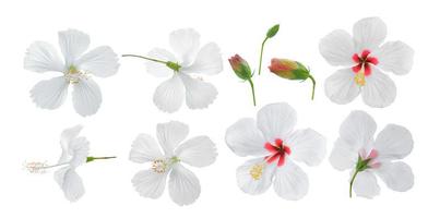 flor de hibisco branco isolada no fundo branco foto