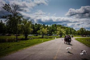 editorial - 29 de julho de 2014 no parc safari, quebec, canadá em um lindo dia de verão. foto