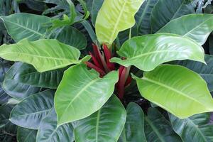 exuberante verde tropical plantas crescendo dentro uma jardim foto