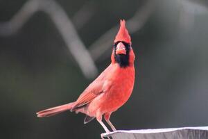 brilhante vermelho masculino cardeal Fora dentro natureza foto