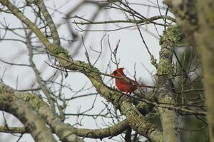 brilhante vermelho masculino cardeal Fora dentro natureza foto