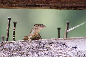 lagarto suspensão Fora dentro a jardim em uma brilhante ensolarado dia. foto