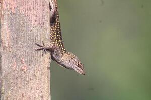 lagarto suspensão Fora dentro a jardim em uma brilhante ensolarado dia. foto