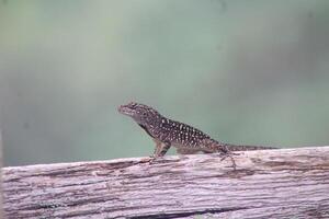 lagarto suspensão Fora dentro a jardim em uma brilhante ensolarado dia. foto