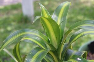 exuberante verde tropical plantas crescendo dentro uma jardim foto