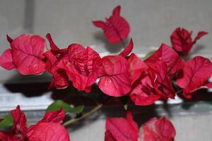 quente Rosa sangrando coração plantar dentro cheio flor sentado em uma pátio foto