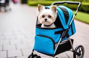 ai gerado retrato do fofa pequeno branco yorkshire terrier cachorro sentado dentro animal carrinho de criança ao ar livre em passarela foto