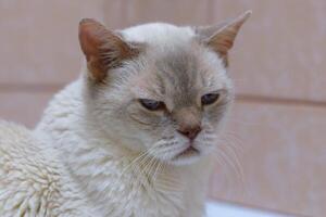 fechar-se retrato do azul olhos triste velho branco britânico cabelo curto gato. depressivo animal é sentado sozinho às a banheiro. seletivo foco foto