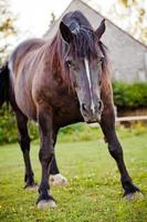 cavalo chateado na natureza pronto para atacar foto