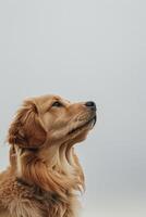 minimalista cachorro vista lateral com copyspace foto