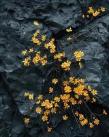 abundância do pequeno amarelo flores em Sombrio pedra fundo foto