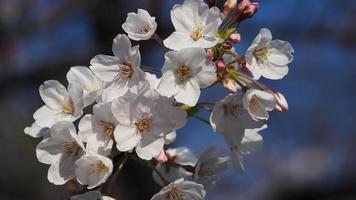 flores de cerejeira brancas. árvores de sakura em plena floração em meguro ward tokyo japan foto