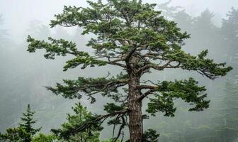uma cedro árvore em pé alta dentro uma enevoado floresta, ângulo Visão foto