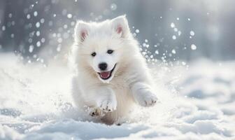 fofo samoiedo cachorro com uma feliz expressão brincando dentro a neve foto