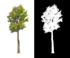 as árvores isoladas no fundo branco são adequadas para impressão e páginas da web foto