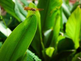 libélula dentro uma grama. foto